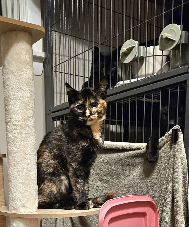 Pepper Kitty 3