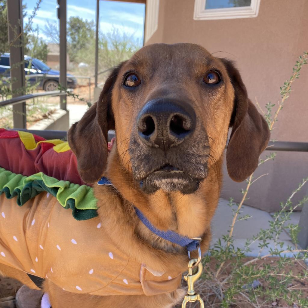 Chad, an adoptable Basset Hound, Belgian Shepherd / Malinois in Kanab, UT, 84741 | Photo Image 1