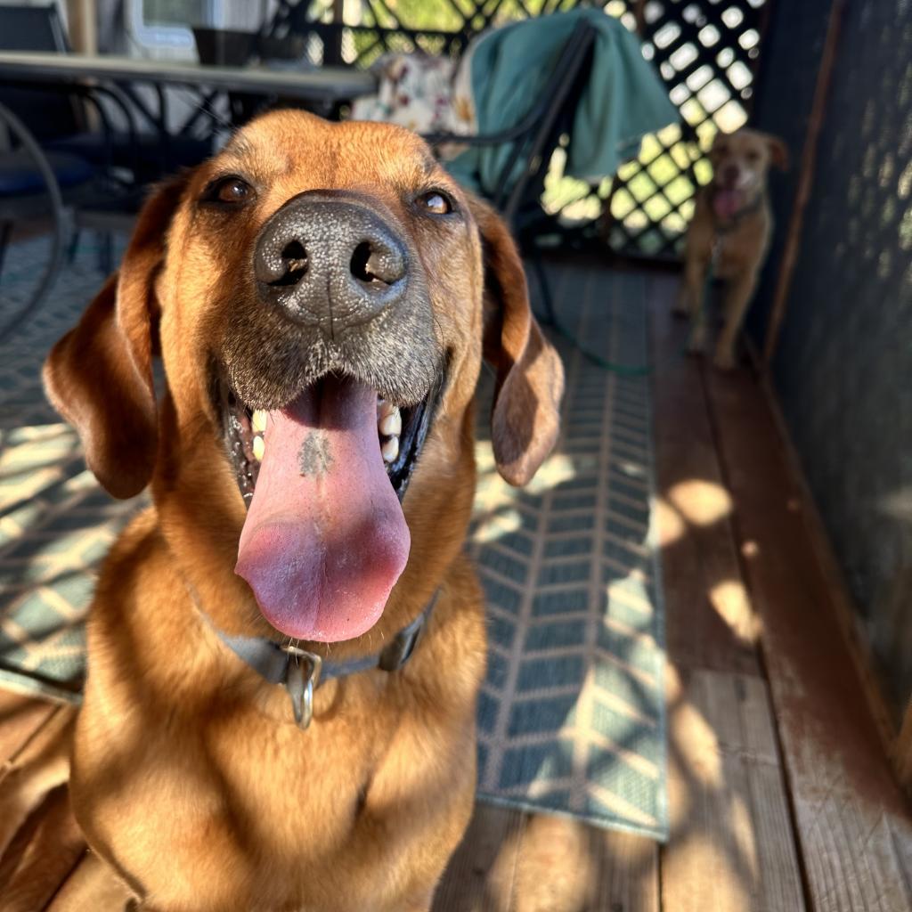 Chad, an adoptable Basset Hound, Belgian Shepherd / Malinois in Kanab, UT, 84741 | Photo Image 2