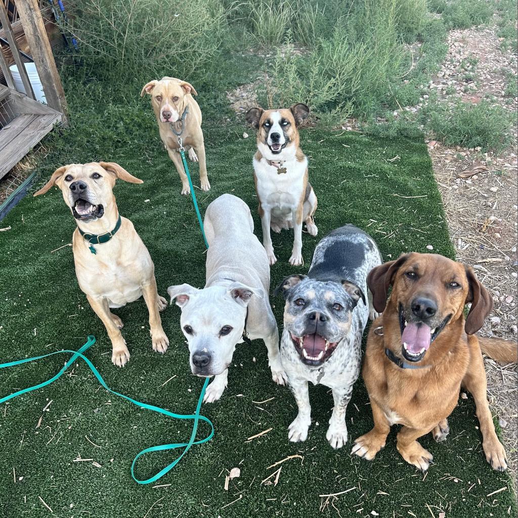 Chad, an adoptable Basset Hound, Belgian Shepherd / Malinois in Kanab, UT, 84741 | Photo Image 3
