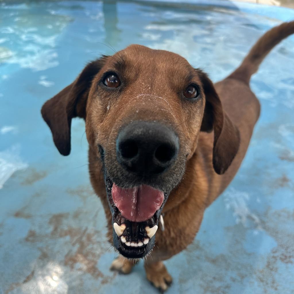Chad, an adoptable Basset Hound, Belgian Shepherd / Malinois in Kanab, UT, 84741 | Photo Image 4