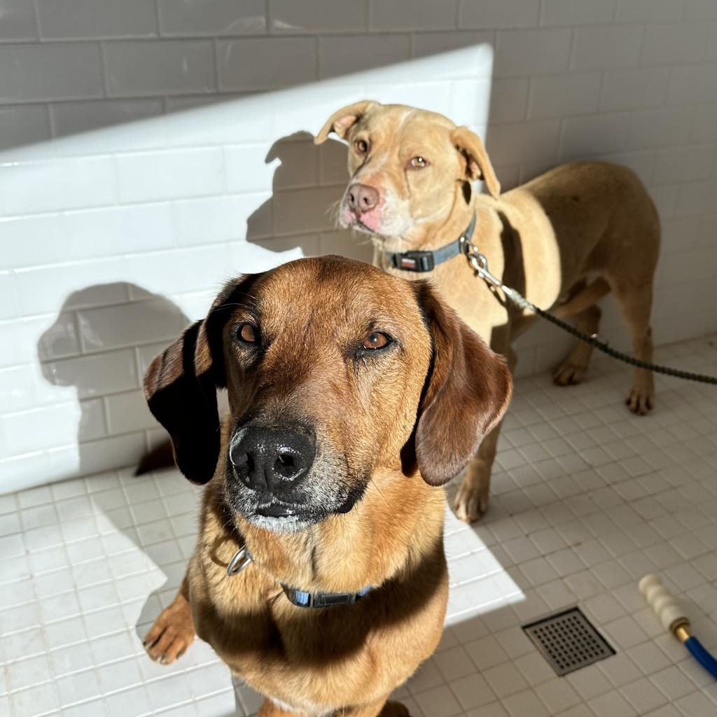 Chad, an adoptable Basset Hound, Belgian Shepherd / Malinois in Kanab, UT, 84741 | Photo Image 5