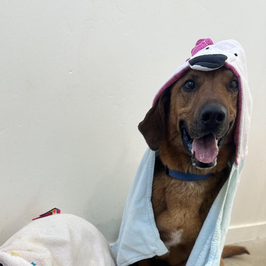 Chad, an adoptable Basset Hound, Belgian Shepherd / Malinois in Kanab, UT, 84741 | Photo Image 6