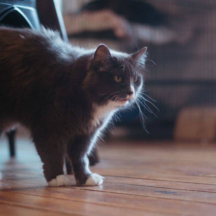 Molly 1
