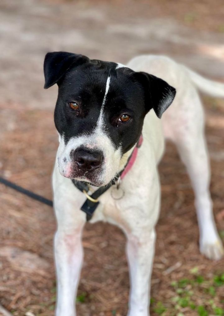 Dalmatian german best sale shorthaired pointer mix