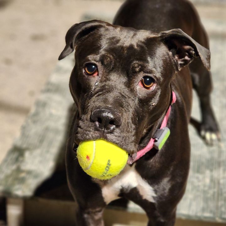 CAMILLE, an adoptable Pit Bull Terrier Mix in Indianapolis, IN_image-5