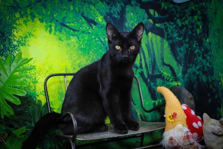 Mitternacht, an adoptable Domestic Short Hair in Parker, TX_image-5