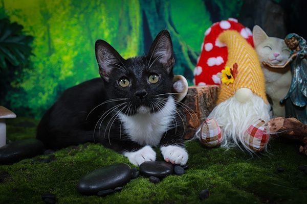Tux 1