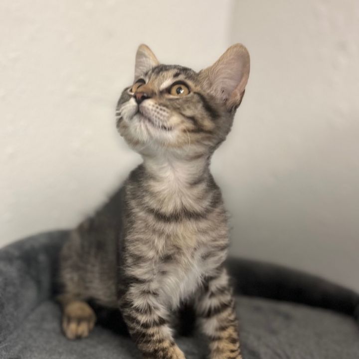 Charlie  3