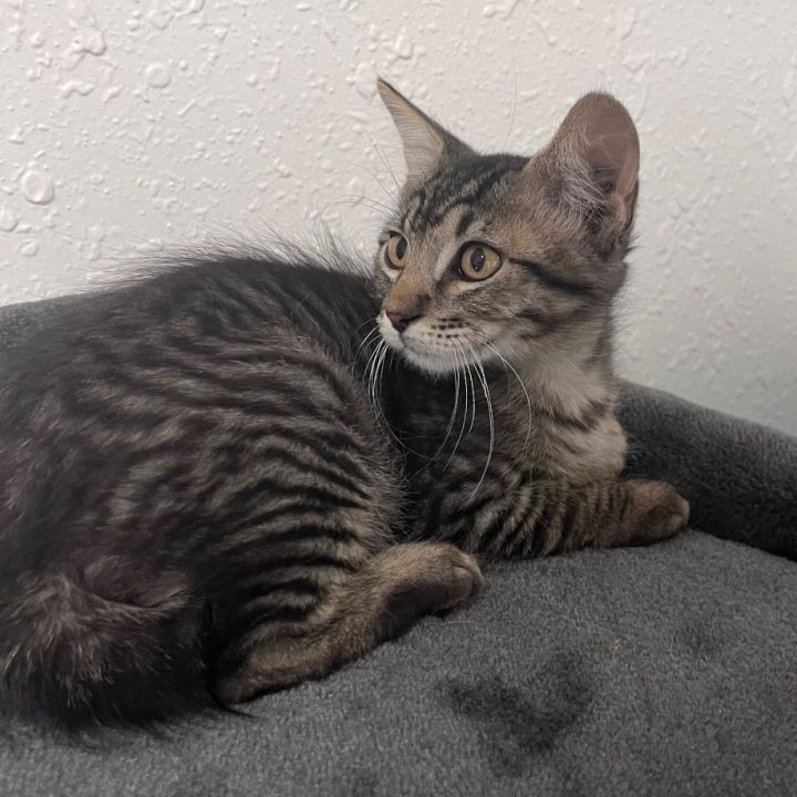 Charlie  4