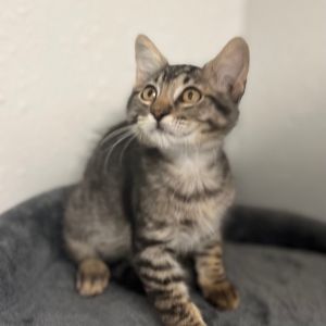 Charlie 