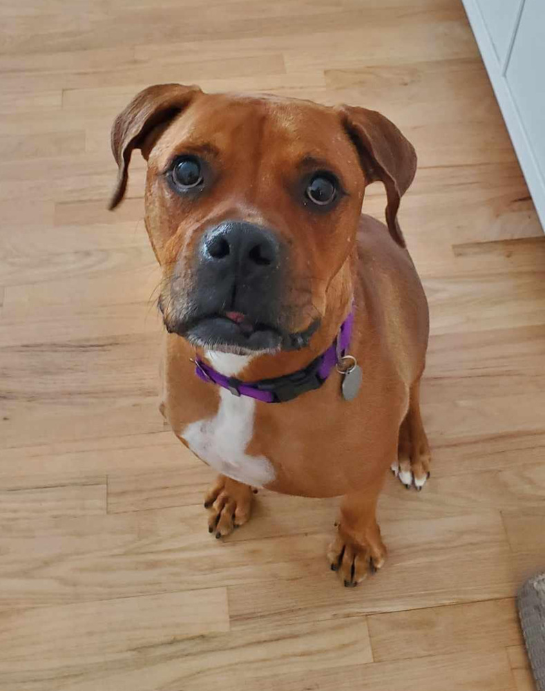 Maverick, an adoptable Boxer, Rottweiler in Denver, CO, 80209 | Photo Image 1