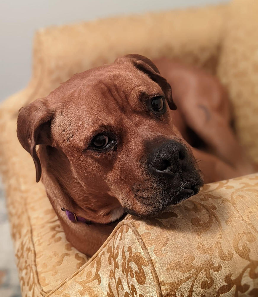 Maverick, an adoptable Boxer, Rottweiler in Denver, CO, 80209 | Photo Image 2