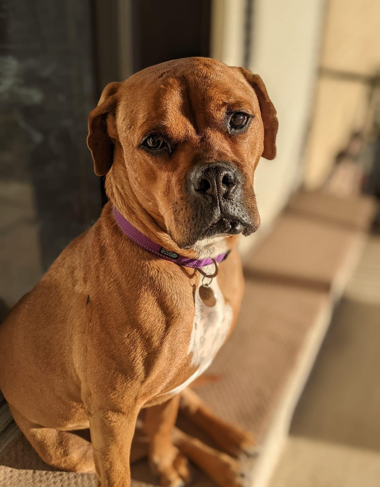 Maverick, an adoptable Boxer, Rottweiler in Denver, CO, 80209 | Photo Image 3