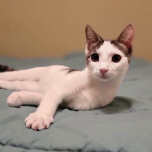 (H2O) Fiji, an adoptable Domestic Short Hair in Calistoga, CA, 94515 | Photo Image 4