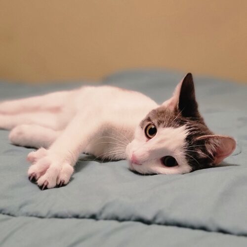 (H2O) Fiji, an adoptable Domestic Short Hair in Calistoga, CA, 94515 | Photo Image 6