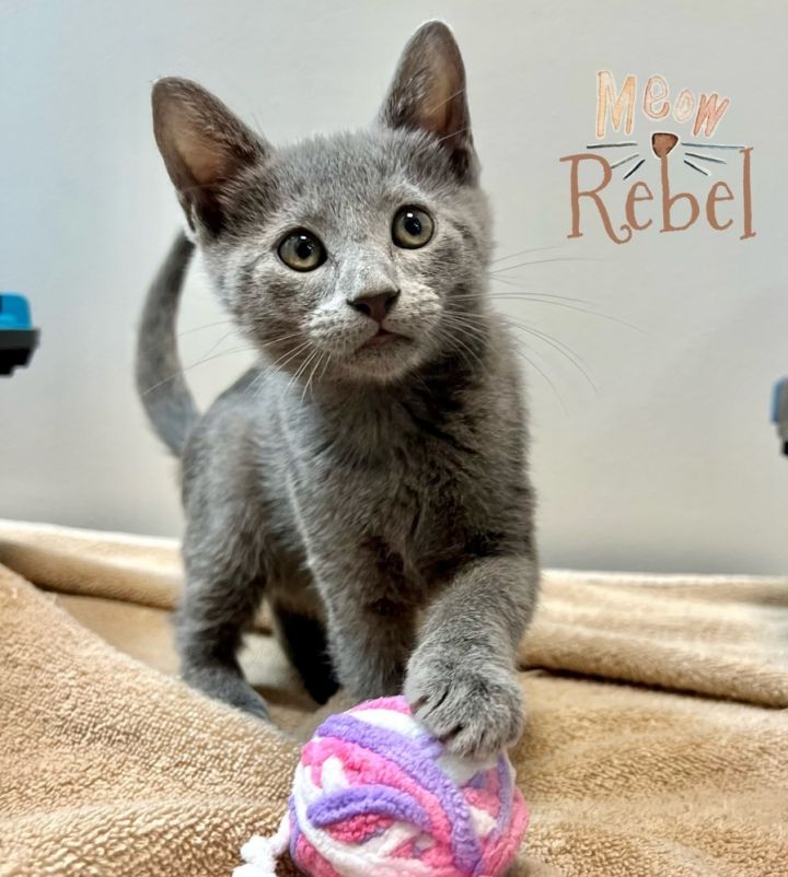 Rebel, an adoptable Russian Blue & Domestic Short Hair Mix in Fort Lauderdale, FL_image-1