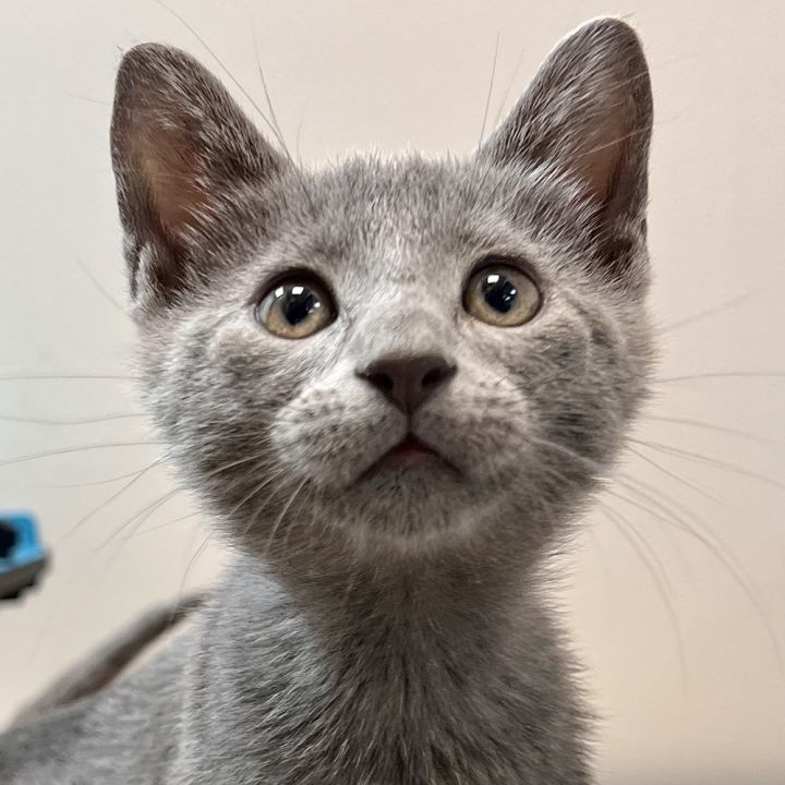 Rebel, an adoptable Russian Blue & Domestic Short Hair Mix in Fort Lauderdale, FL_image-2