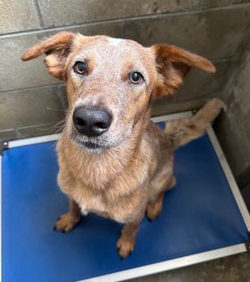 Dog for adoption - Hank, a Mixed Breed in Sarasota, FL