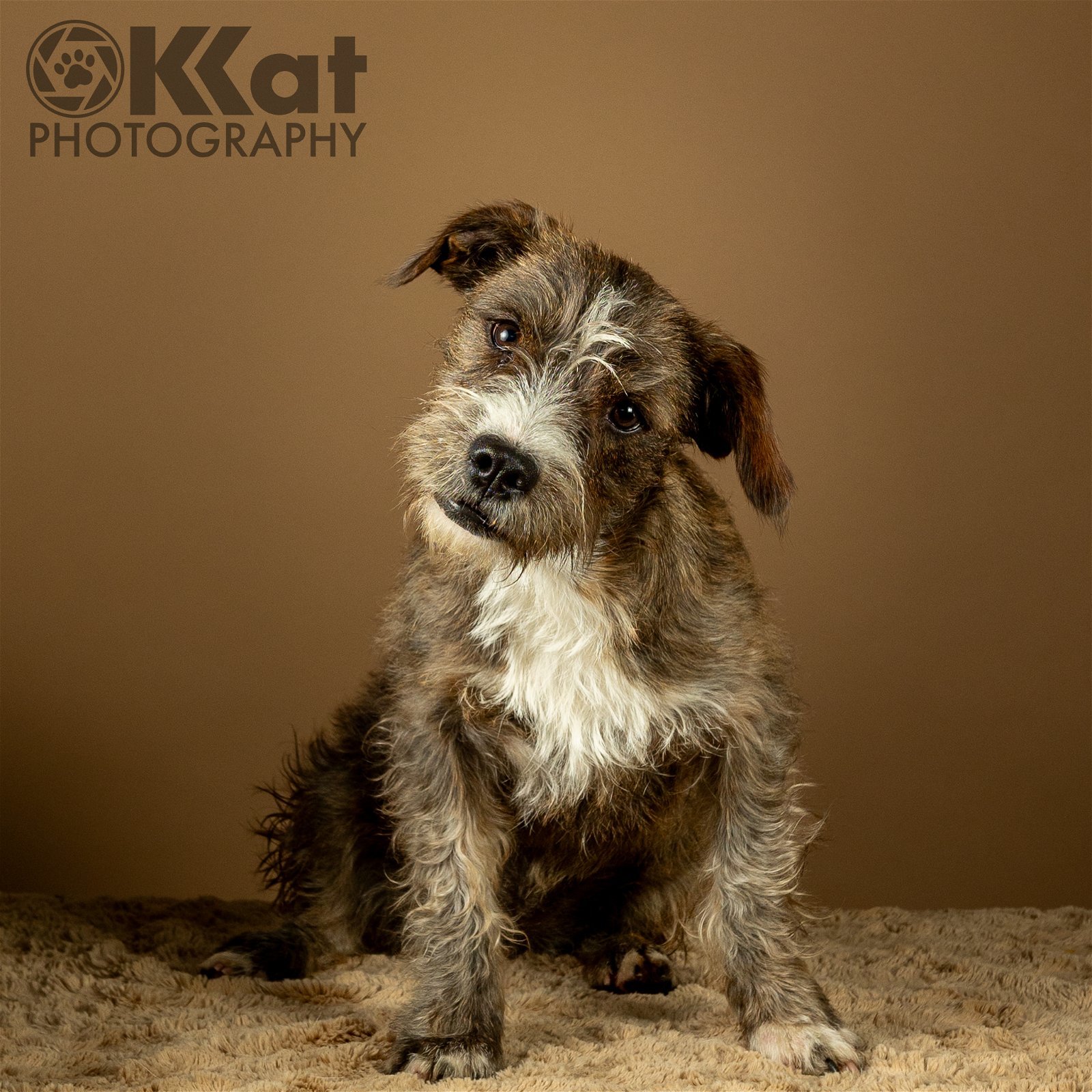 Izzy, an adoptable Terrier, Corgi in Crescent, OK, 73028 | Photo Image 1