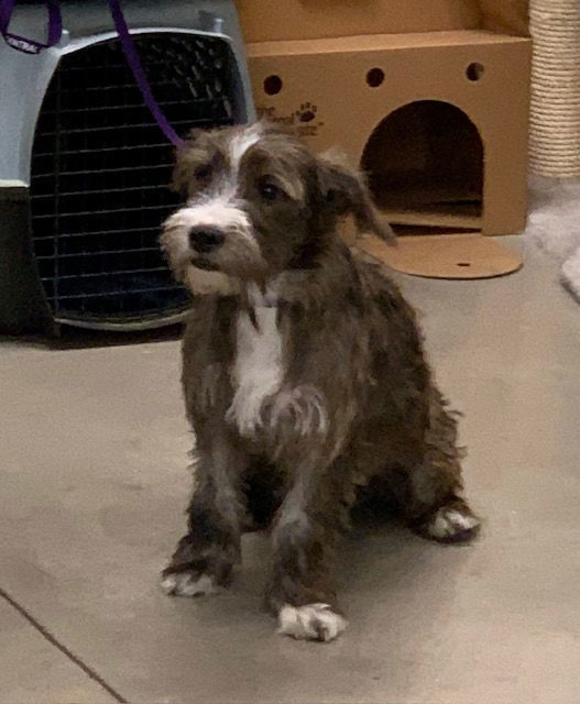 Izzy, an adoptable Terrier, Corgi in Crescent, OK, 73028 | Photo Image 3