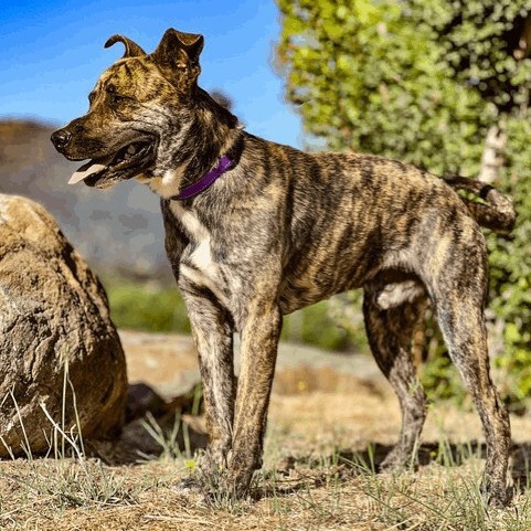TIGGER, an adoptable Hound, Mixed Breed in San Andreas, CA, 95249 | Photo Image 1