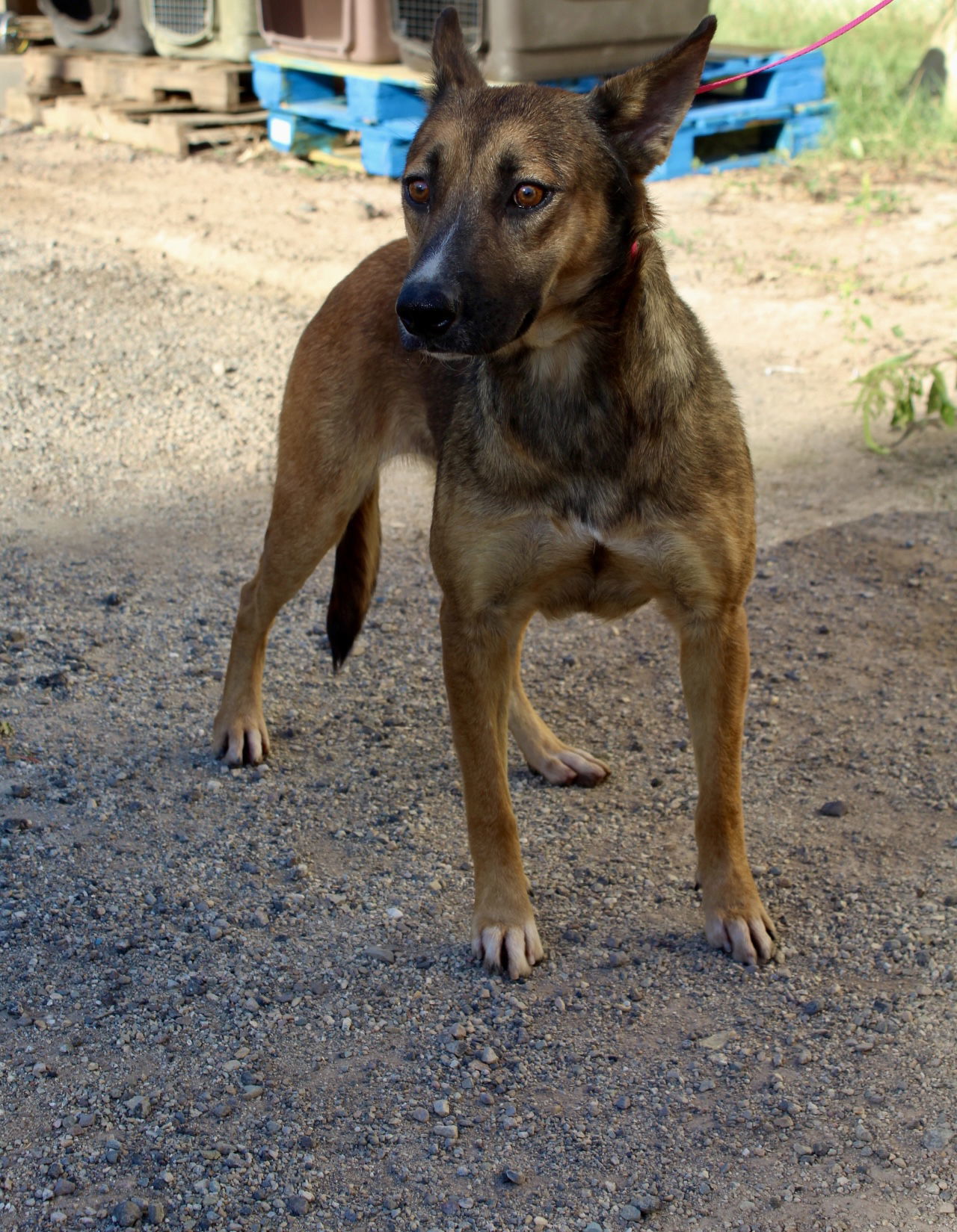 Cher, an adoptable Shepherd in El Centro, CA, 92243 | Photo Image 1