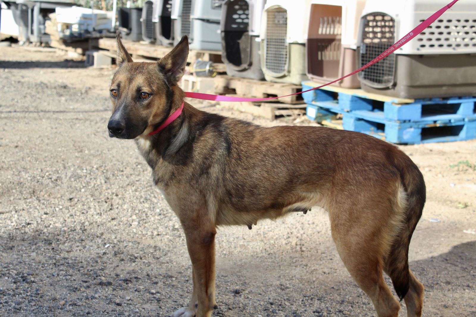 Cher, an adoptable Shepherd in El Centro, CA, 92243 | Photo Image 2