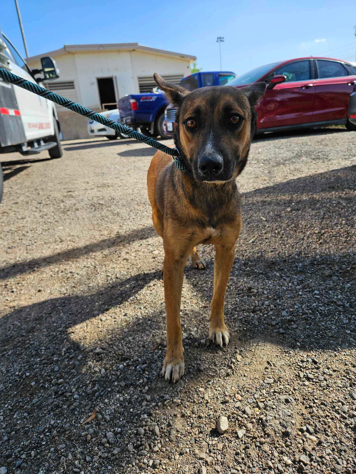 Cher, an adoptable Shepherd in El Centro, CA, 92243 | Photo Image 3