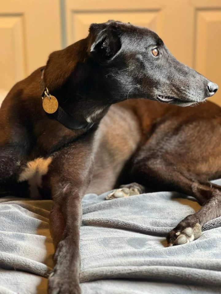 Petfinder greyhound 2024