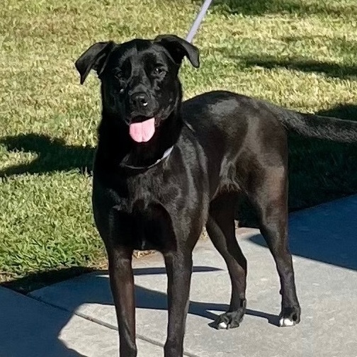 Sugar, an adoptable Black Labrador Retriever in Murrieta, CA_image-1