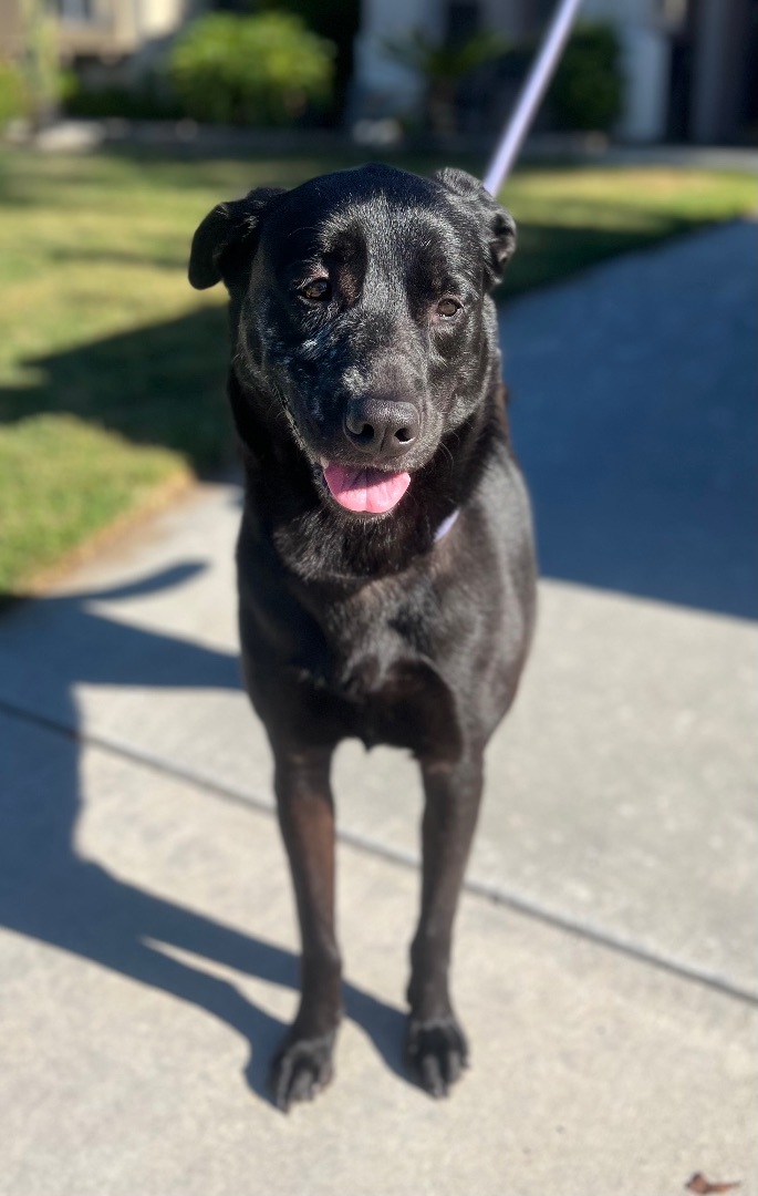 Sugar, an adoptable Black Labrador Retriever in Murrieta, CA_image-2