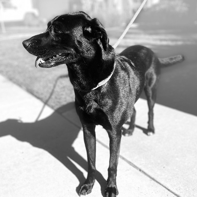 Sugar, an adoptable Black Labrador Retriever in Murrieta, CA_image-4