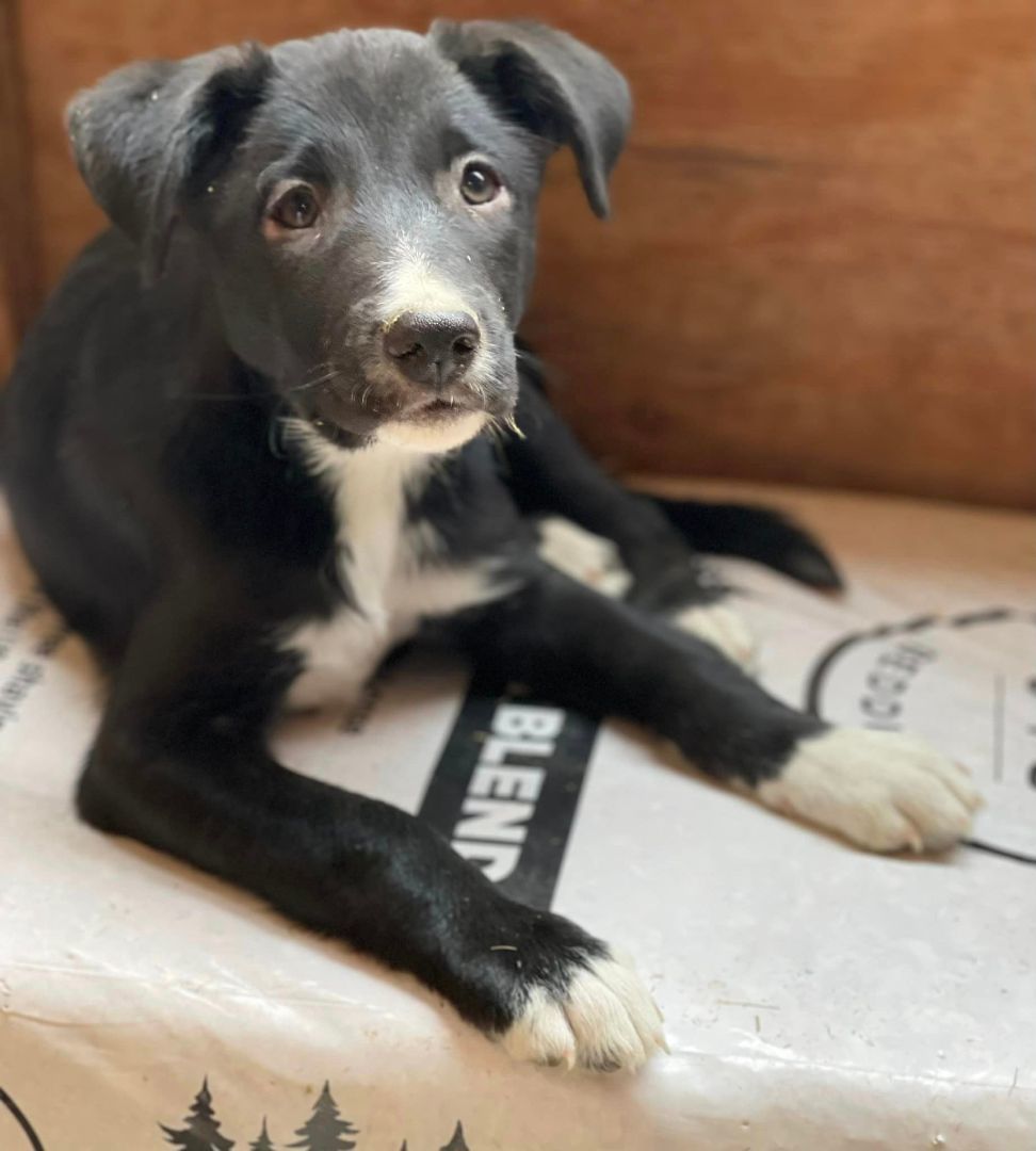 Trex, an adoptable Border Collie in Bend, OR, 97702 | Photo Image 3