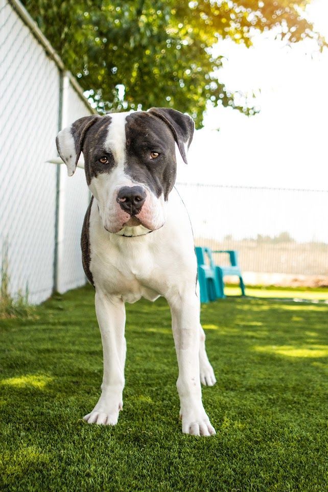 Buster, an adoptable Pit Bull Terrier in Eagle, ID, 83616 | Photo Image 3