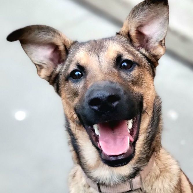 Kai (ADOPTED!)