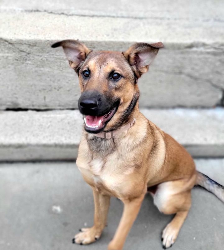 Kai (ADOPTED!), an adopted Shepherd & Retriever Mix in Chicago, IL_image-2