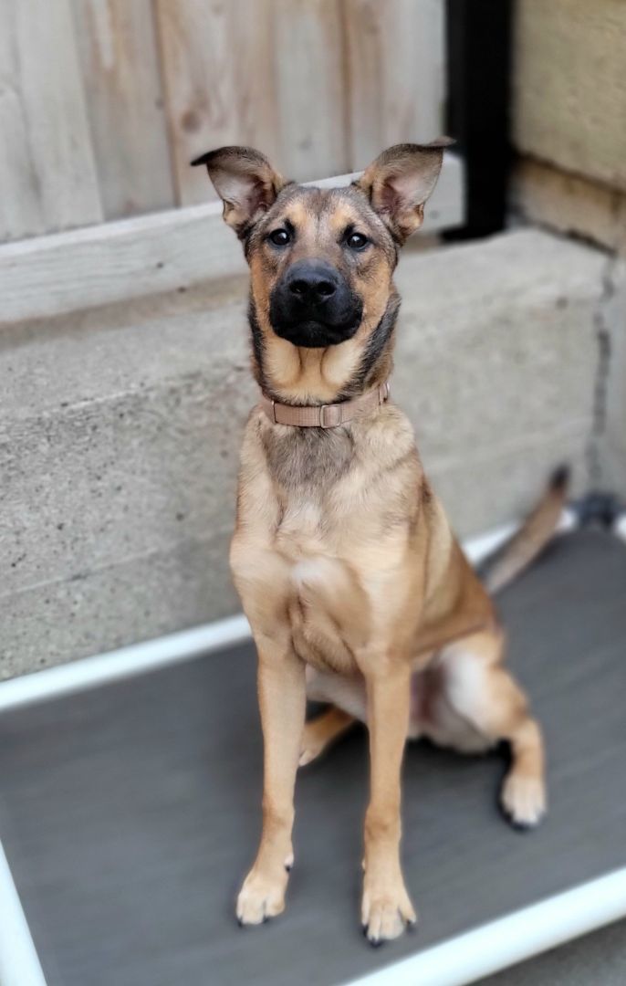Kai (ADOPTED!), an adopted Shepherd & Retriever Mix in Chicago, IL_image-5
