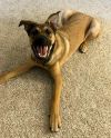 Kai (ADOPTED!)