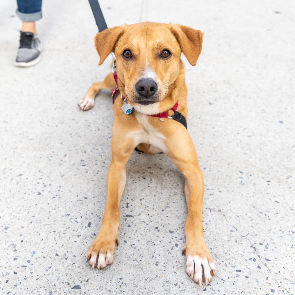 Hap, an adoptable Retriever in New York, NY, 10013 | Photo Image 2