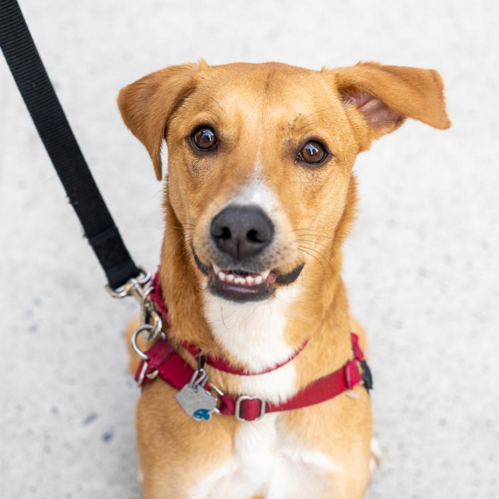 Hap, an adoptable Retriever in New York, NY, 10013 | Photo Image 3