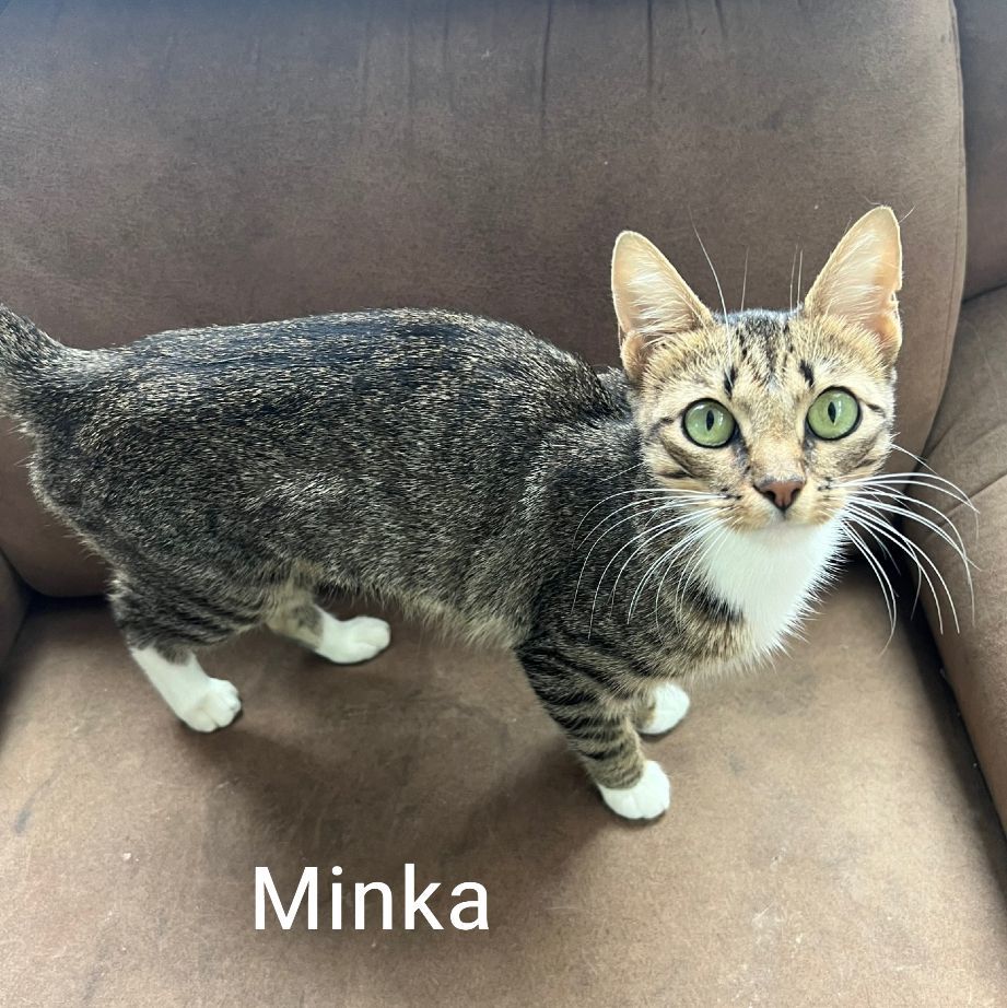 Minka MinkA Cat Cat