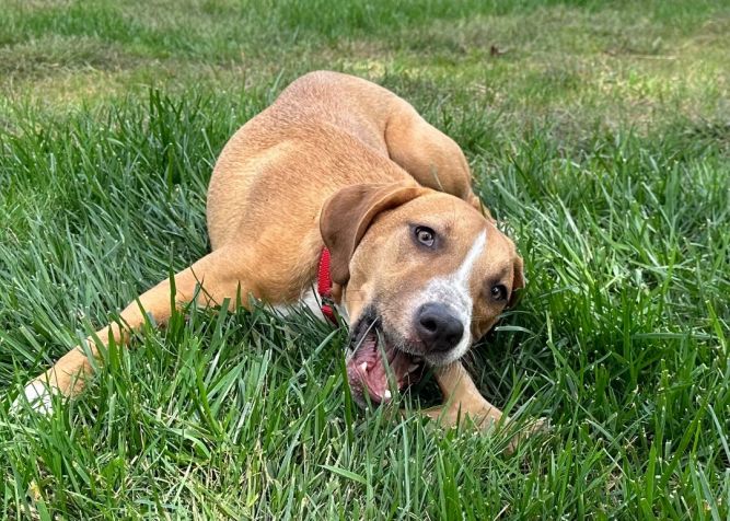 Monty(aka Scar)(Free with approved application) 