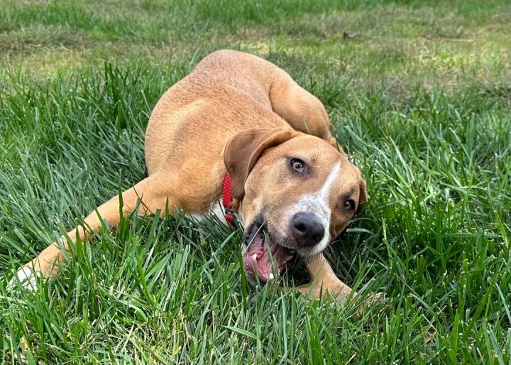 Monty(aka Scar)(Free with approved application)  1