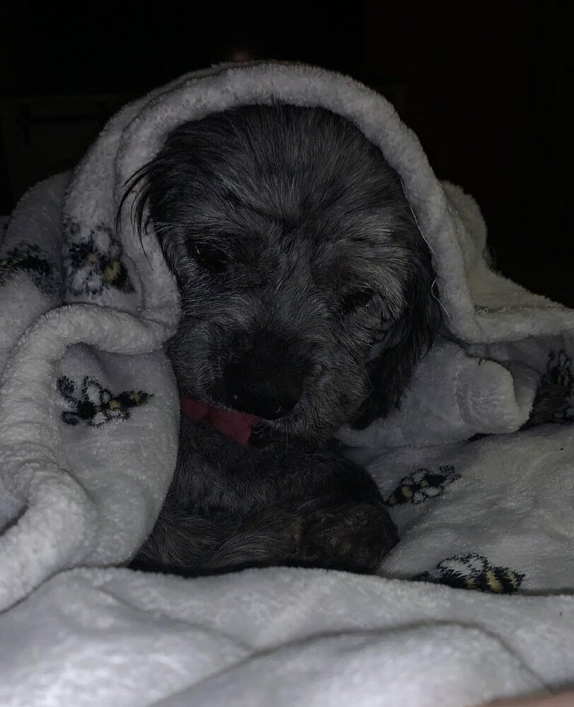 Bodhi~, an adoptable Schnauzer, Poodle in Columbia, TN, 38401 | Photo Image 1