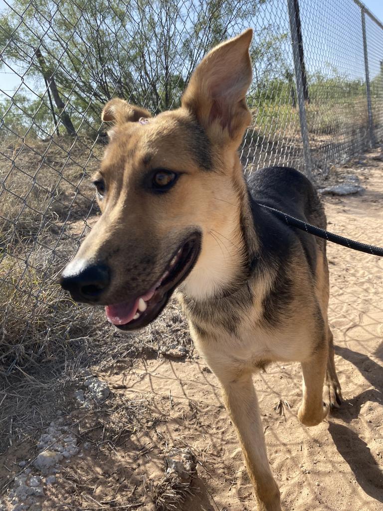 James Dean, an adoptable Shepherd in Big Spring, TX, 79720 | Photo Image 1