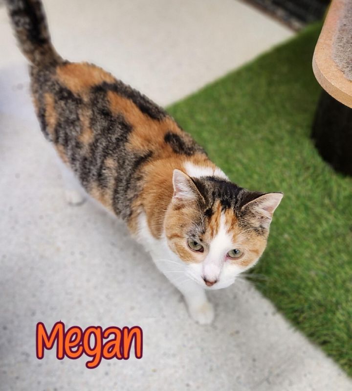 Megan 4