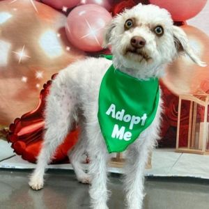 Sophie Anne is a 15-year-old shih tzuborder collie mix that weighs 12 lbs She was found in a burn
