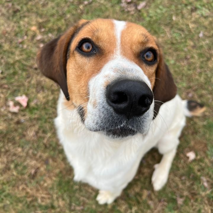 Treeing walker coonhound great pyrenees sale mix