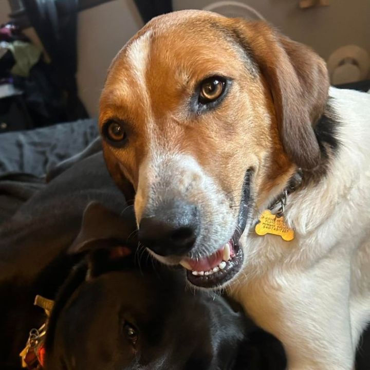 Dog for adoption - Doc , a Treeing Walker Coonhound & Great Pyrenees